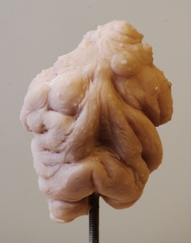 Malformed Foetus #1 : the sculpt