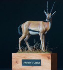 Thomson’s Gazelle