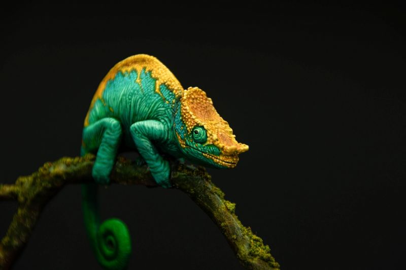 Parson’s chameleon (Calumma parsonii)