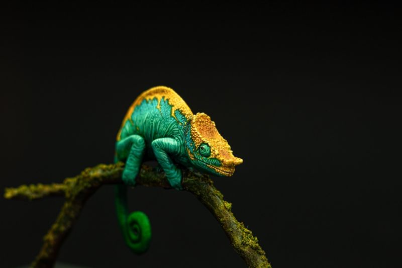 Parson’s chameleon (Calumma parsonii)