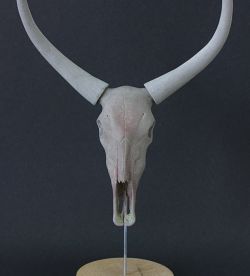 Zebu skull