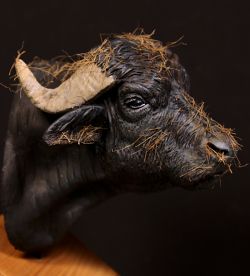 Italian Buffalo ( female sample )