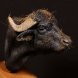Italian Buffalo ( female sample )