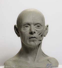 Human head reference model