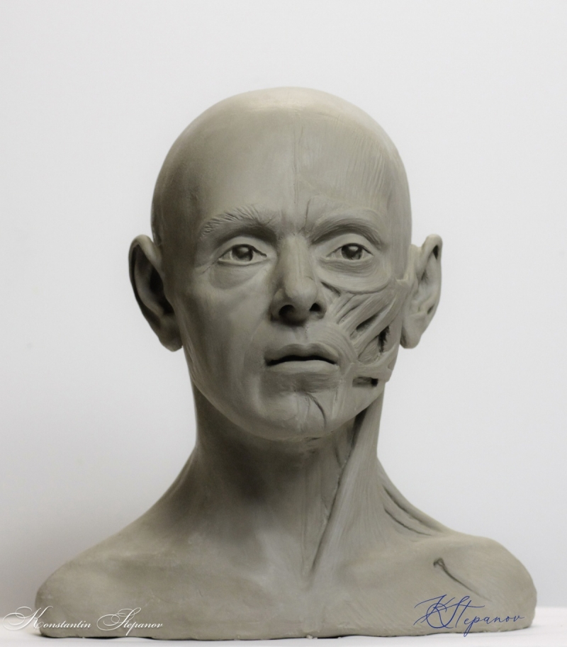 Human head reference model