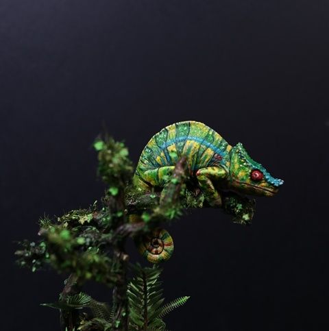 Madagaskar Kameleon