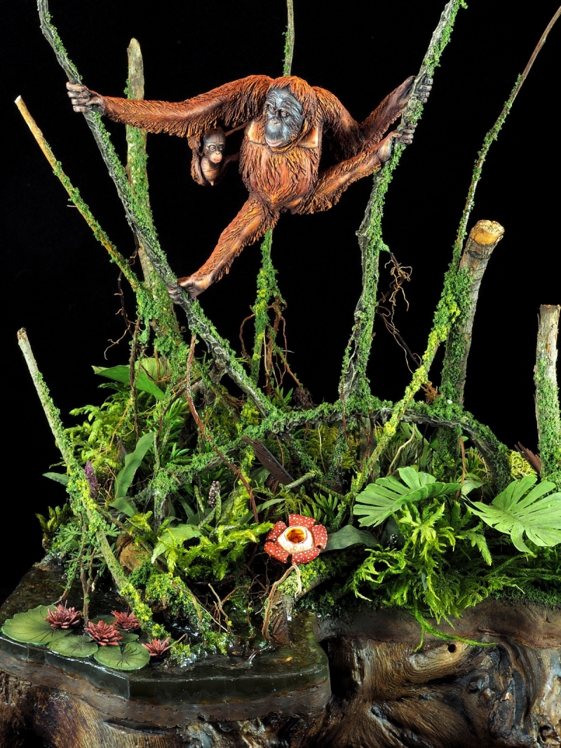 Born in the rain forest - Orangutan family