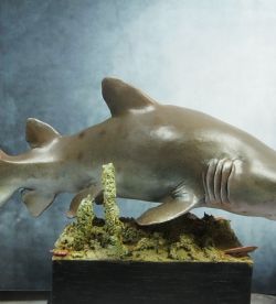Taurus Shark