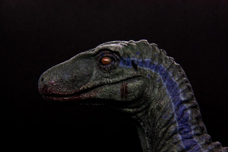 Velociraptor (blu from Jurassic World)