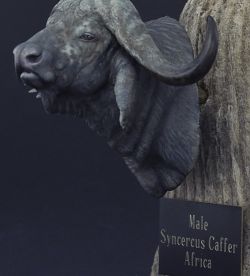 Male Synercus Caffer (Buffalo) Africa