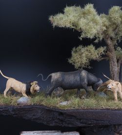 Wild Africa lions vs buffalo