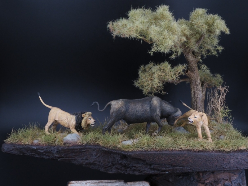 Wild Africa lions vs buffalo