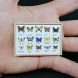 Miniature butterfly display case