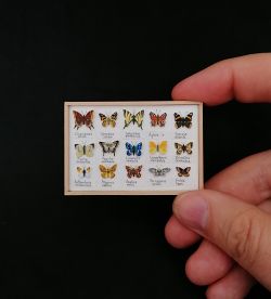 Miniature butterfly display case